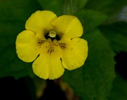 Mimulus moschatus 14-4090